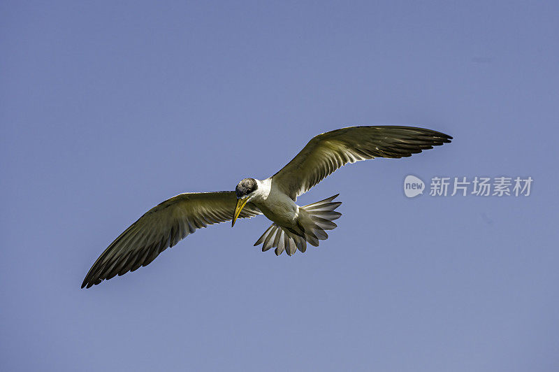 大嘴燕鸥(Phaetusa simplex)是燕鸥科的一种。发现于巴西潘塔纳尔地区。